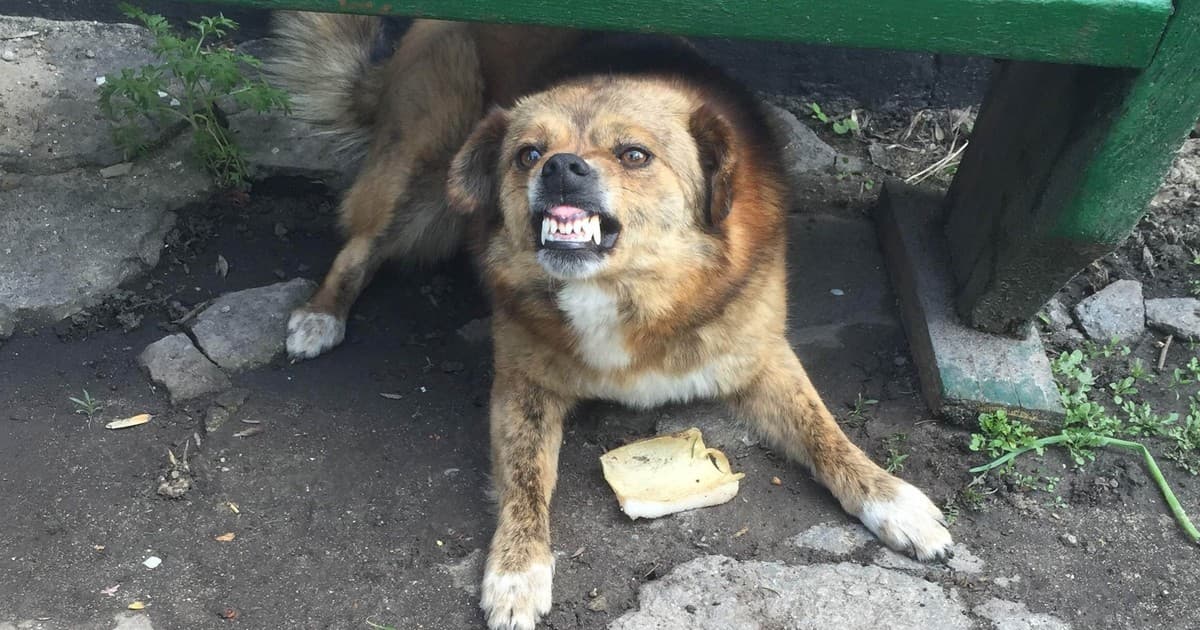 Borba za pravdu: Ko odgovara za napad psa na srpsko dete